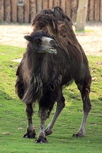 African animal brown photo