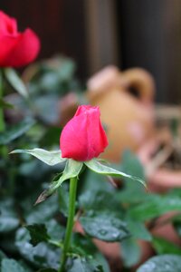 Rose bloom rose romantic