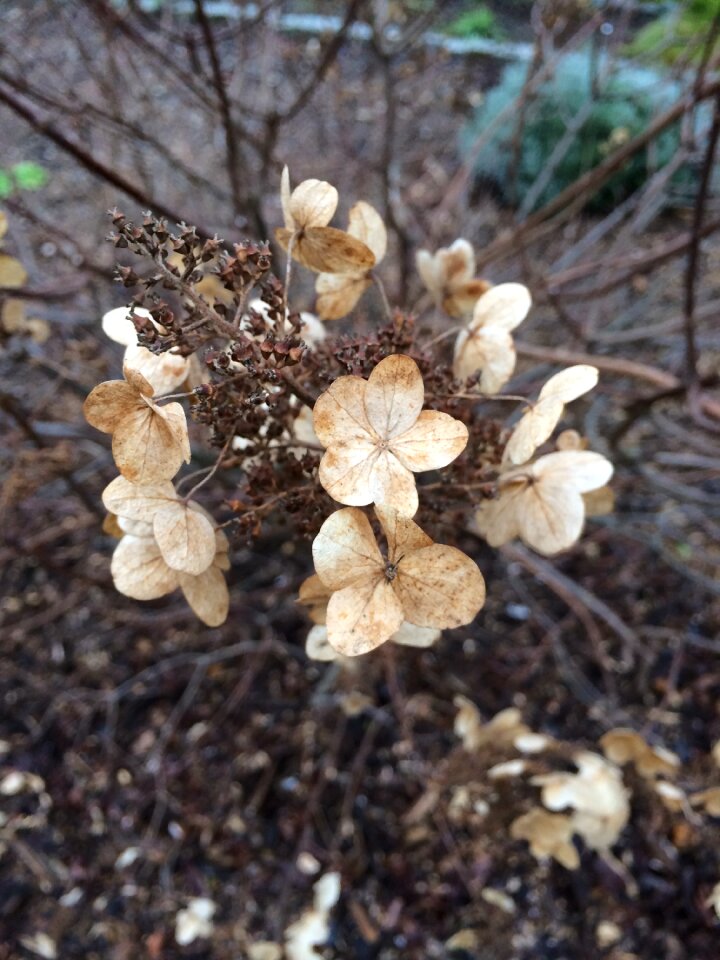 Brown faded nature