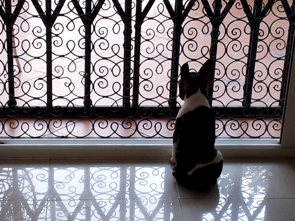 Puppy cute waiting for you