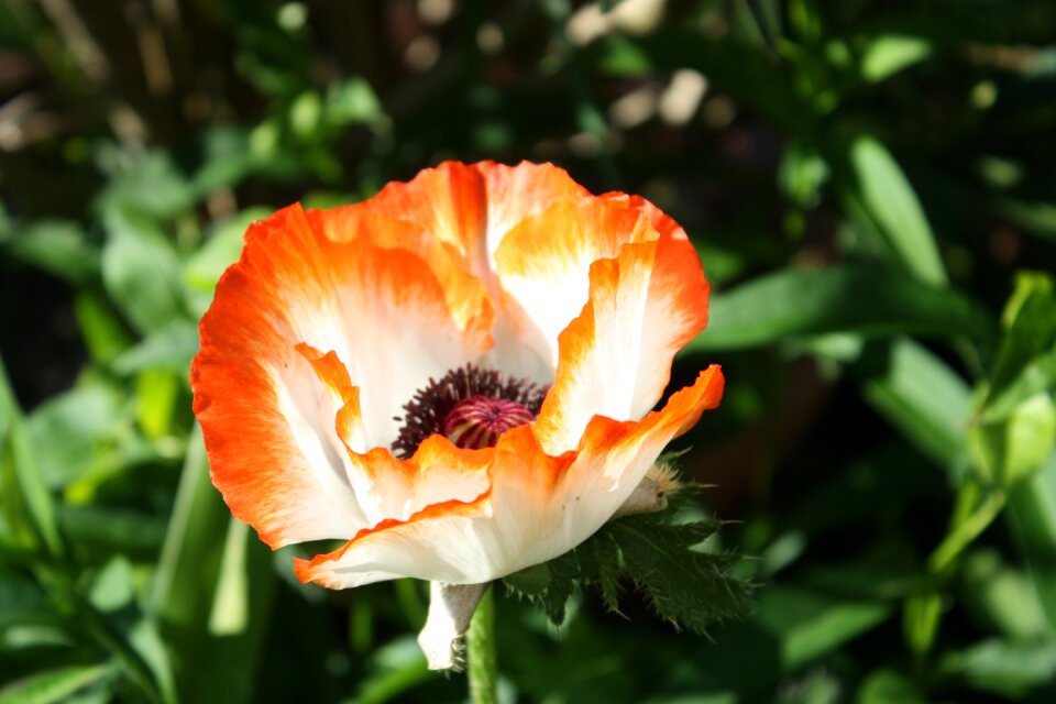 Poppy flower poppy flower