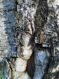 Birch bark log white photo