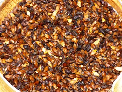 Grains grain corn