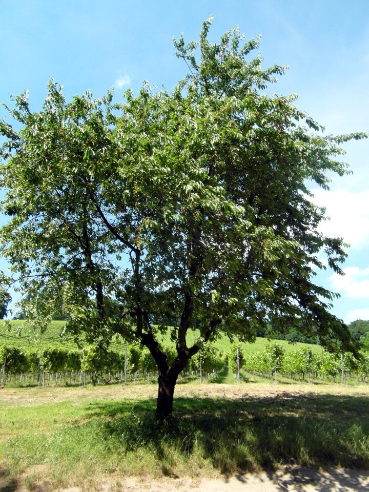 Fruit tree wine summer