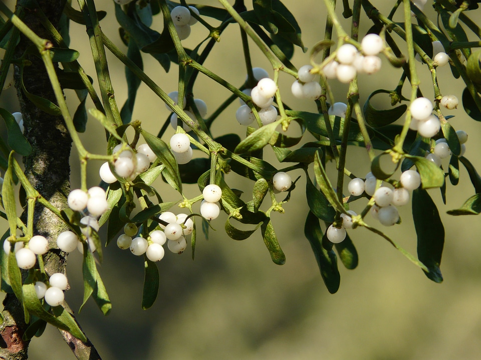 Plant parasite viscum
