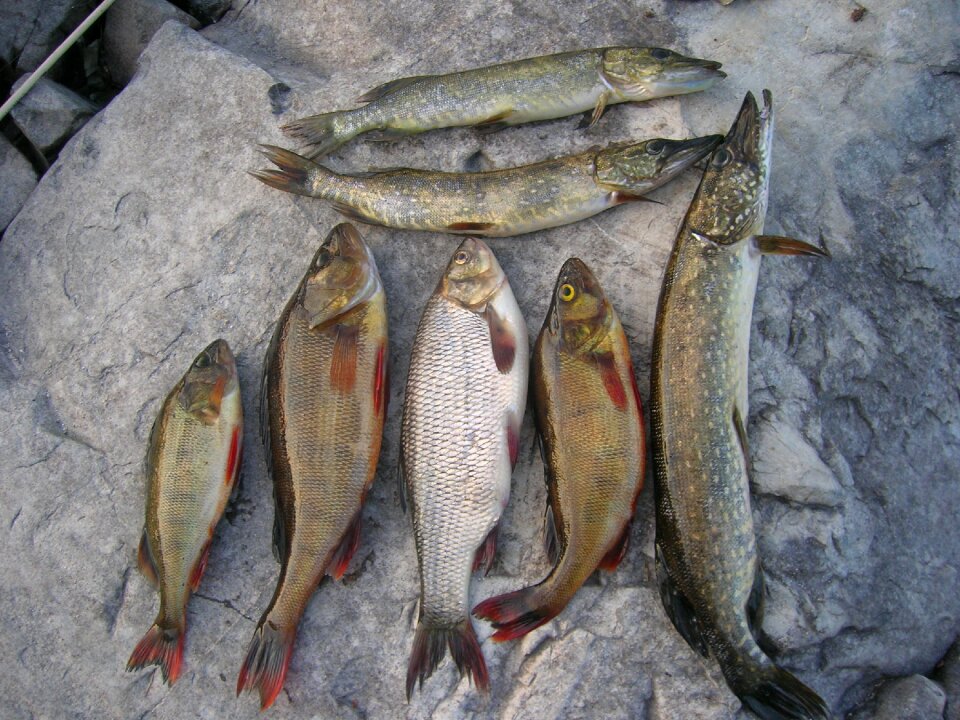 Fish fishing stone