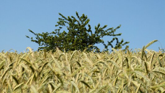 Cornfield agriculture sky
