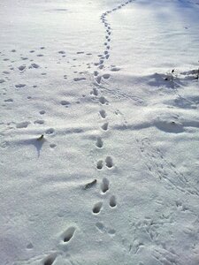 Winter footprints animal tracks photo