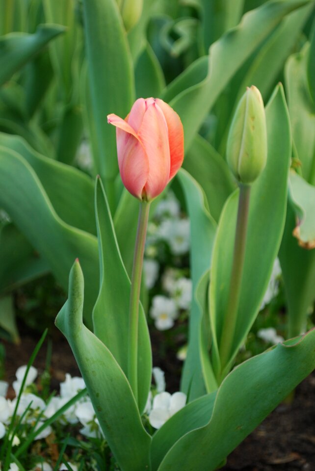 Plants flower spring