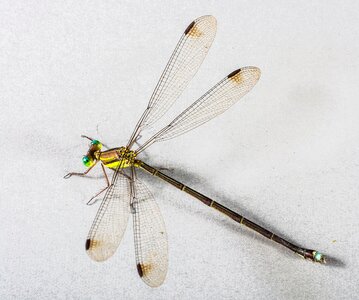 Dragonfly insect close up