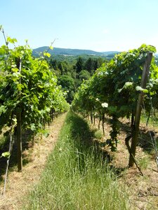 Hill odenwald summer