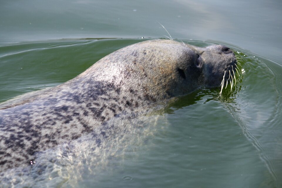 Seal water zeehondencreche