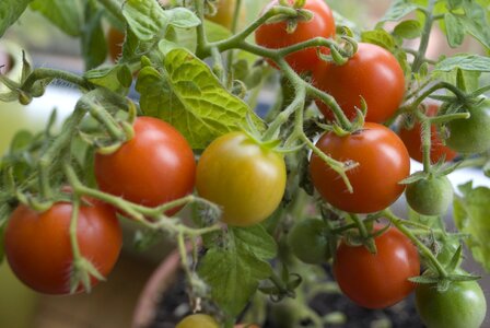 Green red vegetables