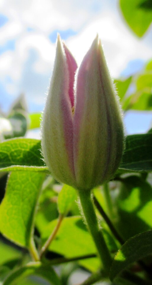 Bud purple beautiful