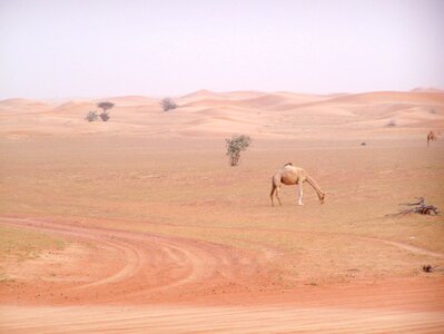 Animal dubai brown lonely