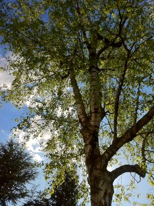 Sky clouds blue photo