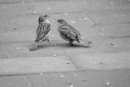 Bird birds nature