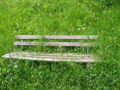 Flower meadow alpine overgrown