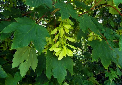 Seeds odenwald tree