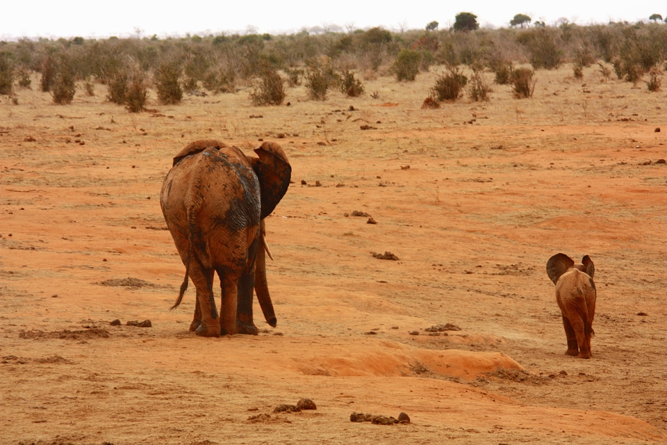 Family wild mammal photo