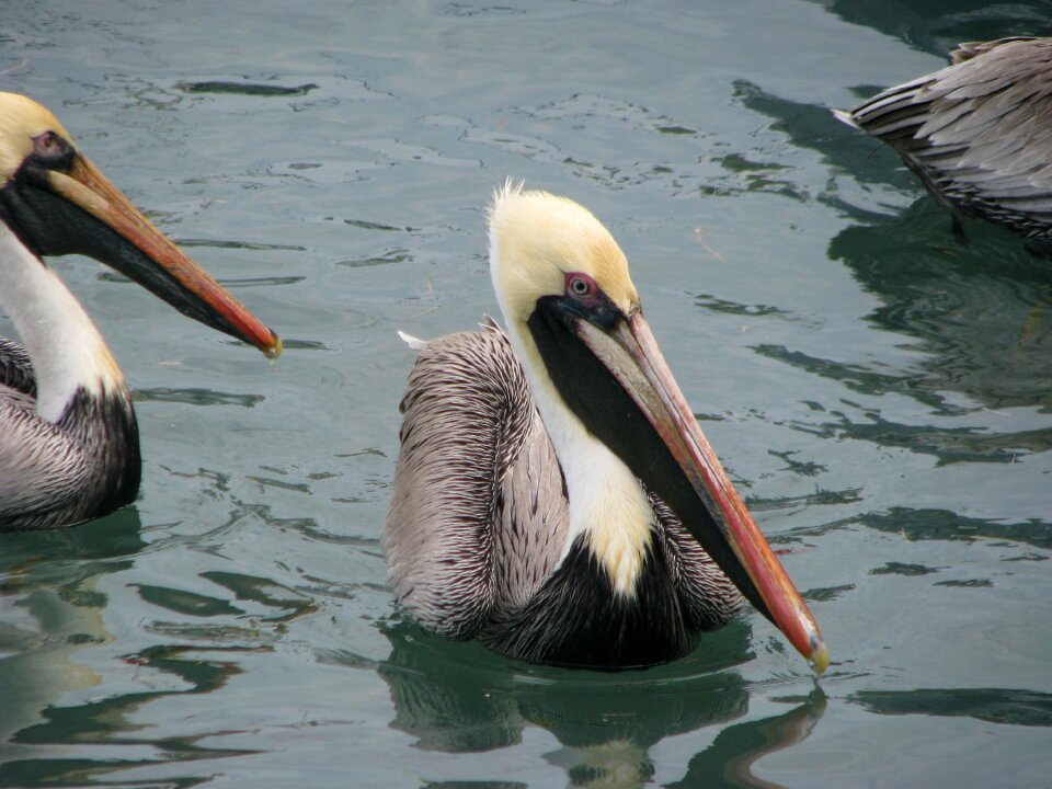 Wing wildlife