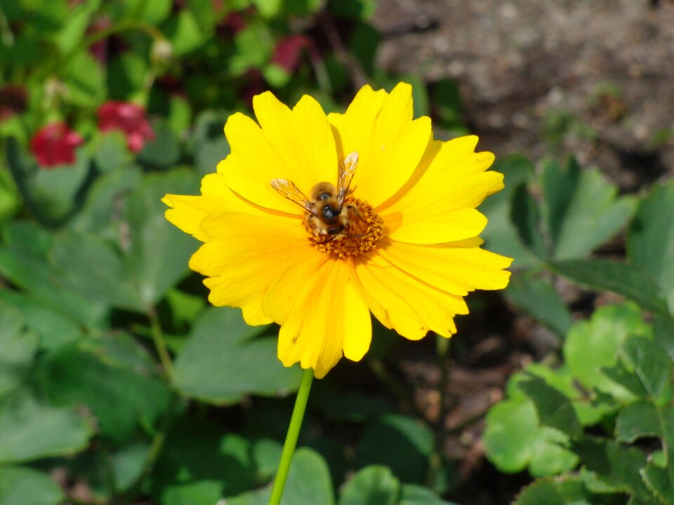 Yellow plant garden