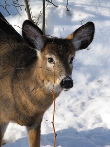 Winter wild wildlife