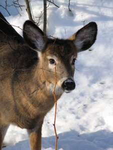 Winter wild wildlife photo