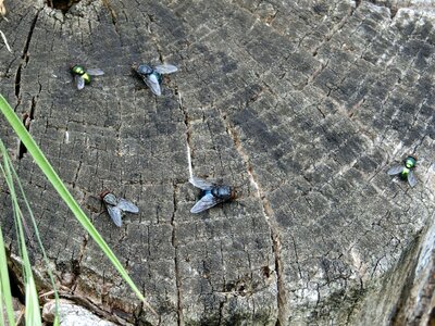 Wood tree stump nature