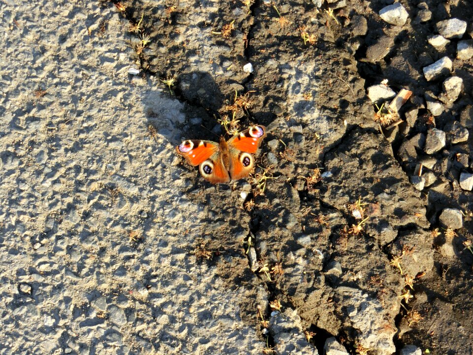 Nature insect summer