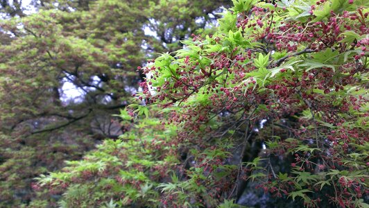 Shinjuku gyoen spring momiji