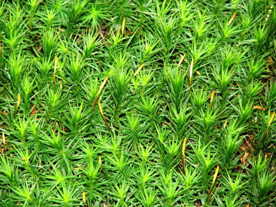 Nature plant ground