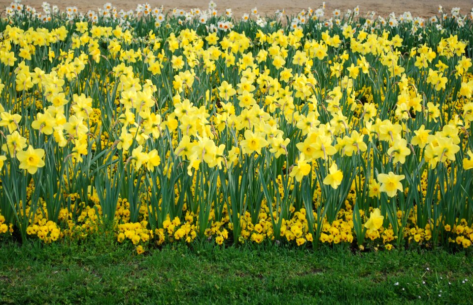 Plants flower spring