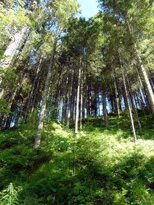 Slope forest hiking