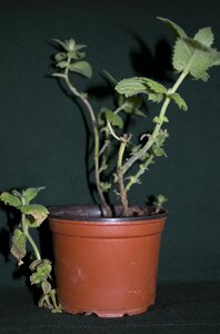 Herbs flowerpot plants