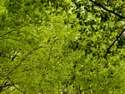 Leaves nature green