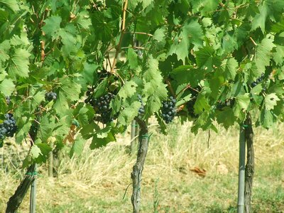 Grapes vineyard nature