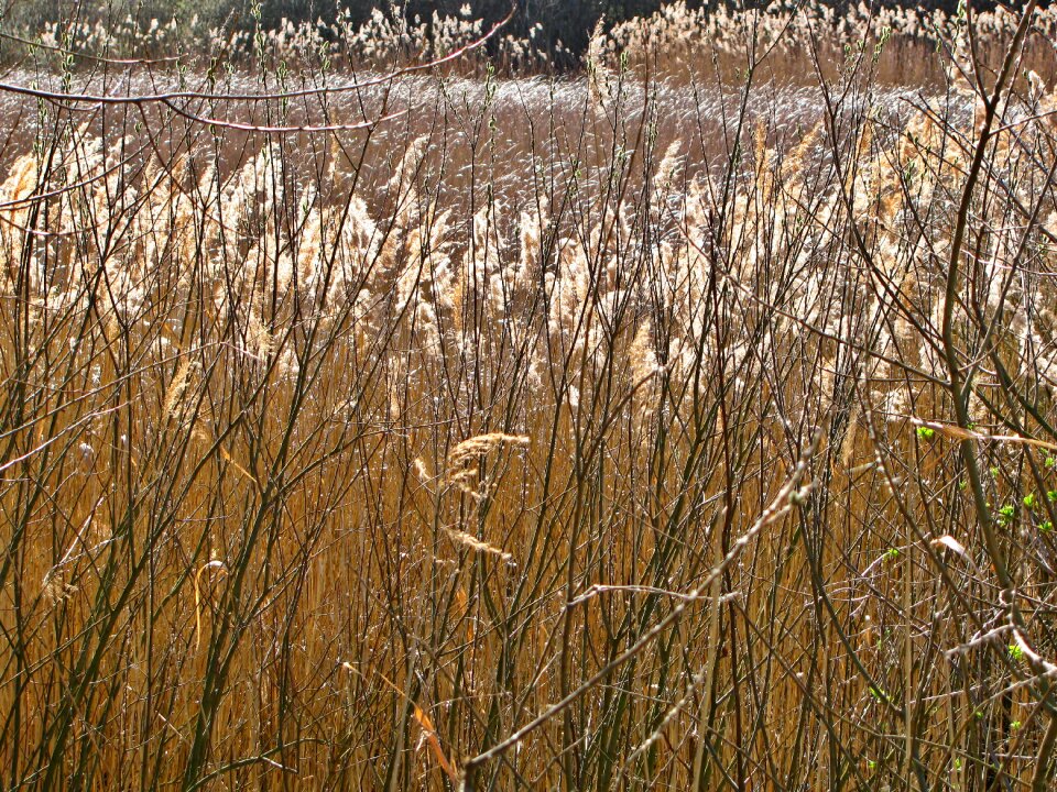 Plants vegetation stalks