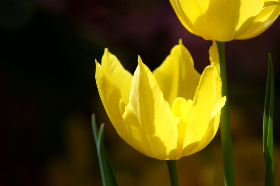 Spring floral nature photo