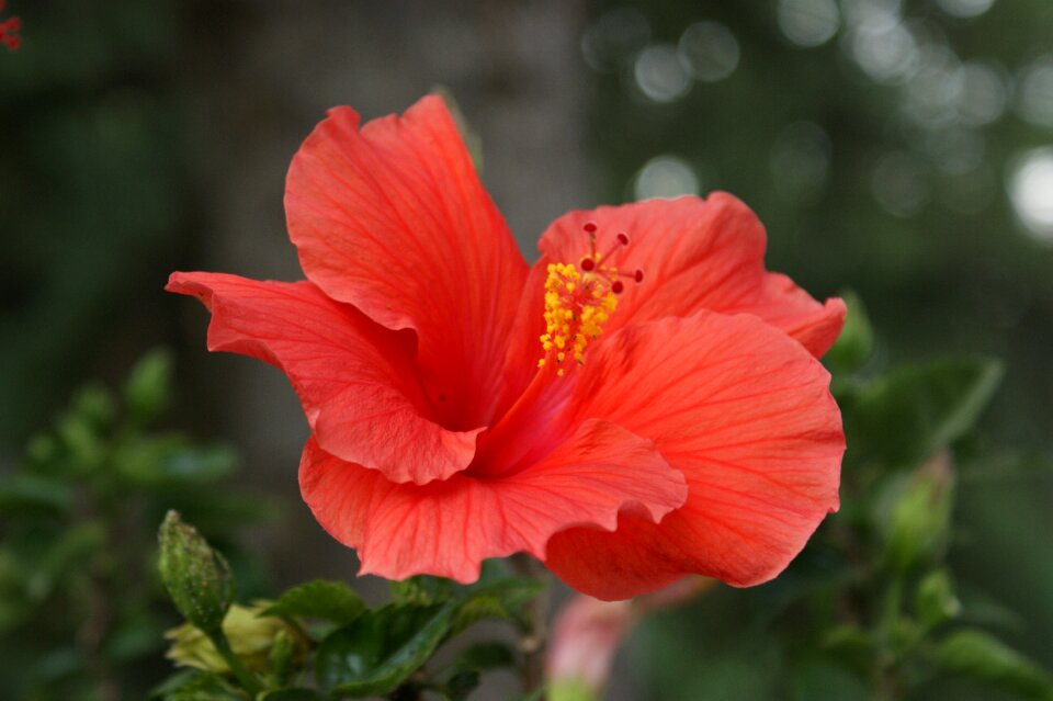 Pink floral tropical