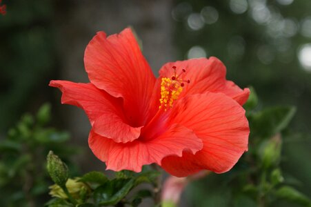 Pink floral tropical photo