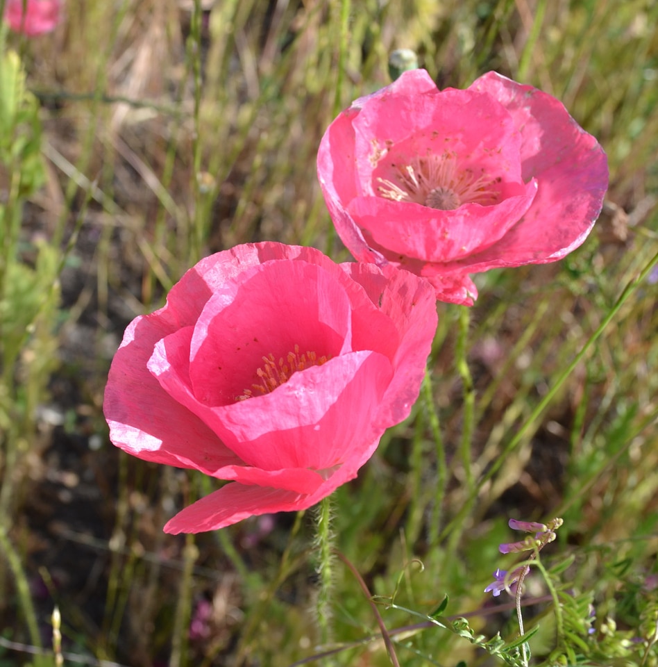 Flowers spring pink