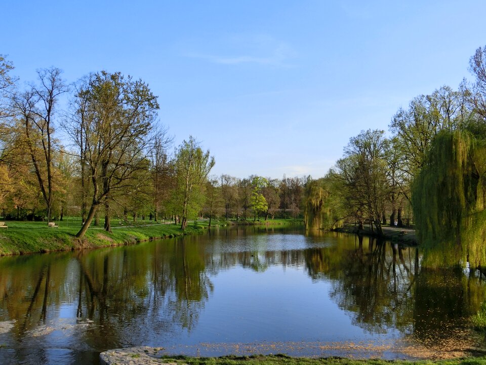 Trees pond lake