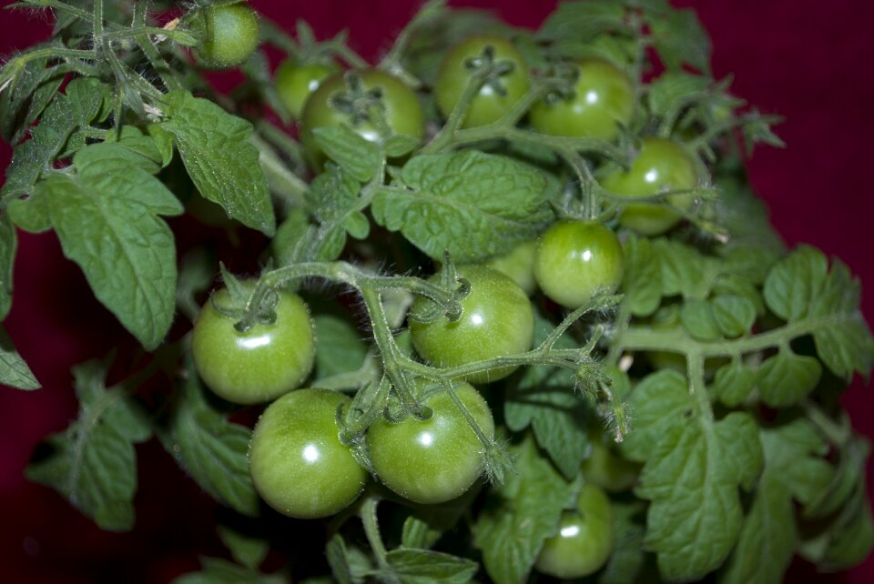 Nature green vegetables