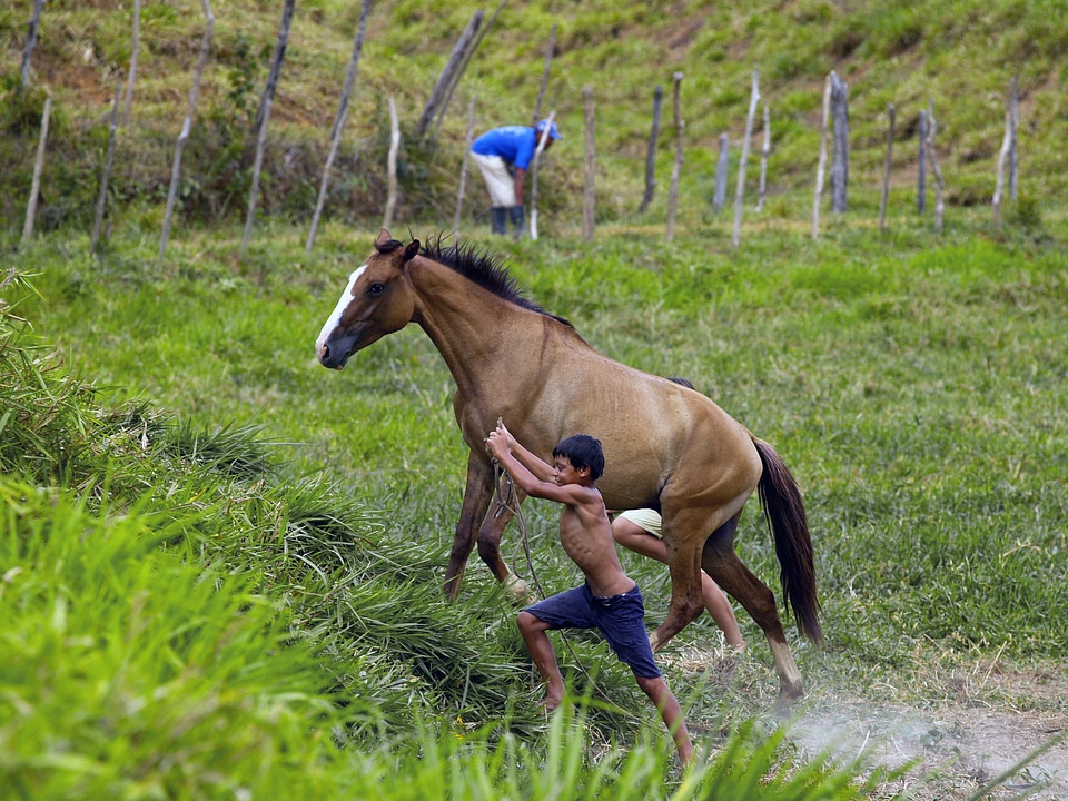 Child hacienda animal