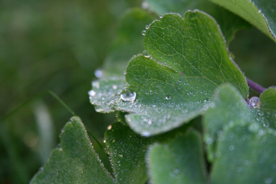 Dew close up morgentau