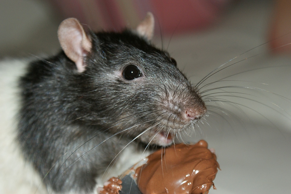 Chocolate eating pest
