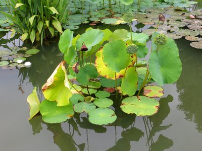 Pond plant green