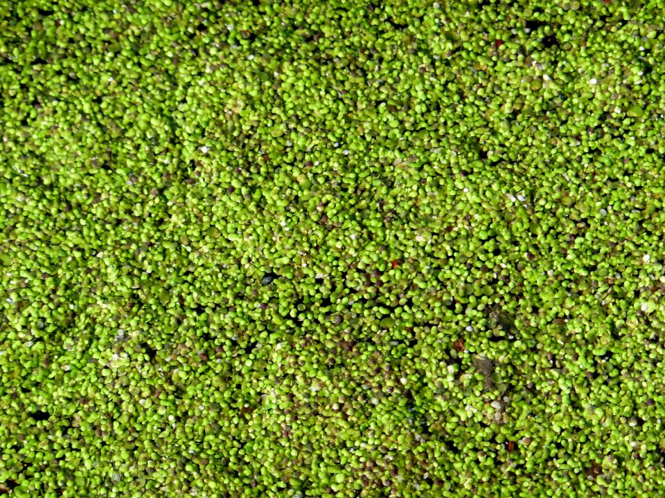 Small water lens plant nature