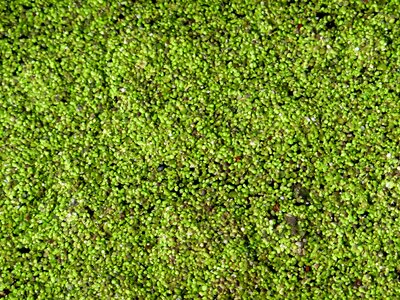 Small water lens plant nature